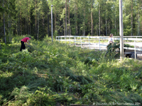 Metsätyömiehet