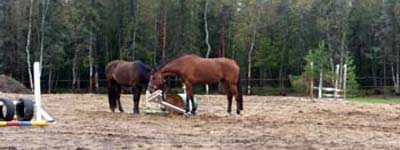 Derbyratatreenit