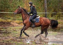 Derbyratatreenit