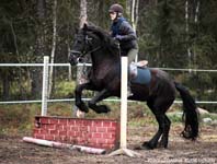 Derbyratatreenit