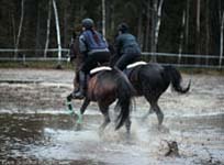 Derbyratatreenit