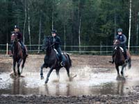 Derbyratatreenit