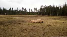 Kevään merkit