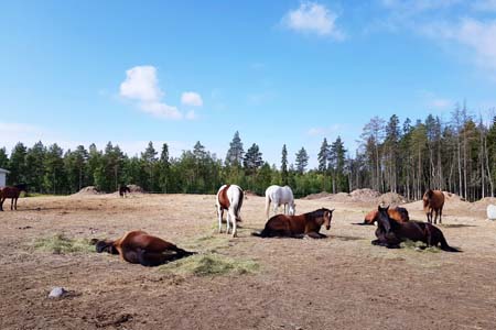 Hyvää Kesää