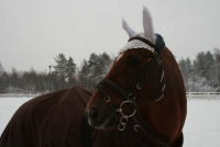 Lester