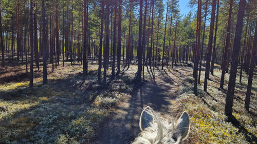 Kollaasi