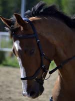 Cayenne