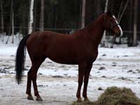 Cayenne