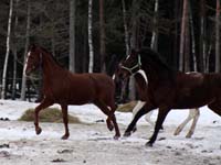 Cayenne