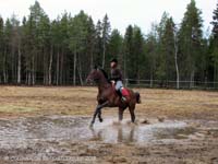 Derbyratatreen