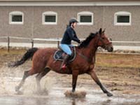 Derbyratatreen