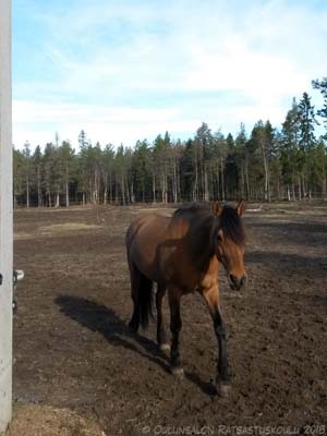 Ekaa yötä ylkona