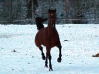 Hatti
