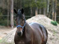 Herakles