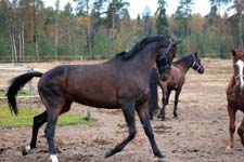 Herakles