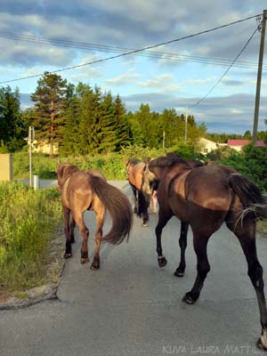 Juhannusseikkailu