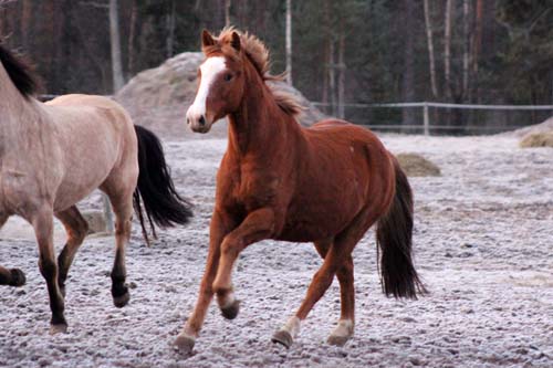 Kaapo