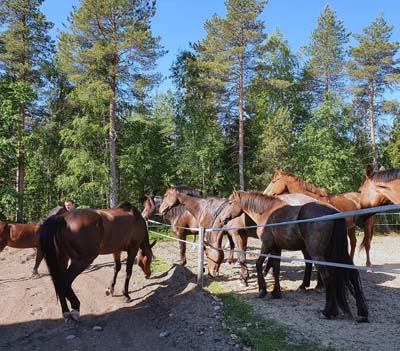 Karkuteillä
