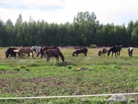 Lomalla!