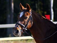 Lester 21