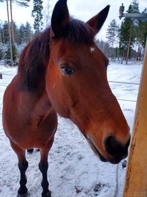 Linssilude