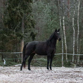 Lupina