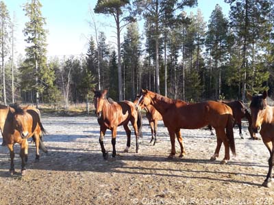Pääsiäisenä