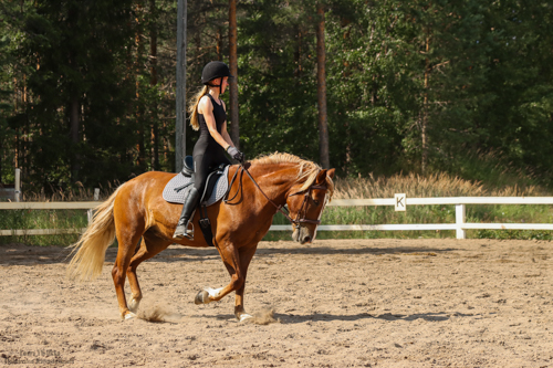 hevonen