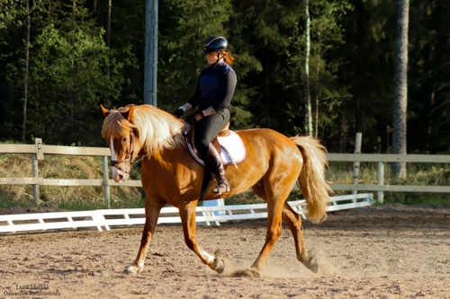 hevonen