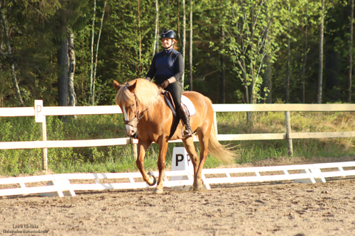 hevonen