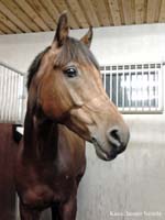Saporo 13