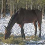 Silvano 10