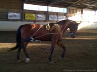 Silvano 18