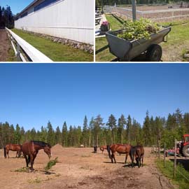 Pihansiivoustalkoot