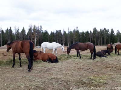 Tallinhuoltoa