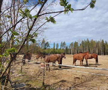 Päikkäreillä