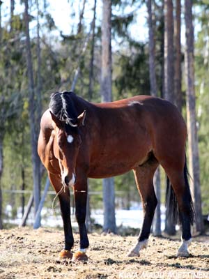 Tseerium