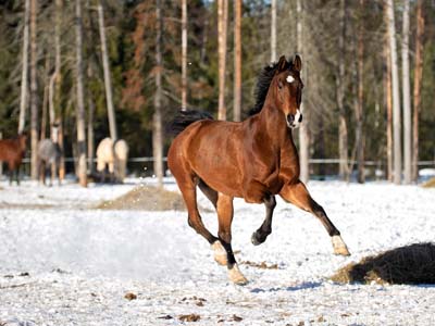 Tseerium