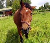 Unicum