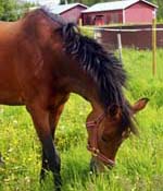 Unicum