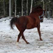 Wilminkety 2