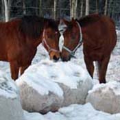 Wilminkety & Elari